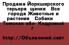 Продажа Йоркширского терьера, щенки - Все города Животные и растения » Собаки   . Томская обл.,Кедровый г.